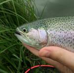 Ak� n�strahy na pstruhy? Tieto s� ��slo 1