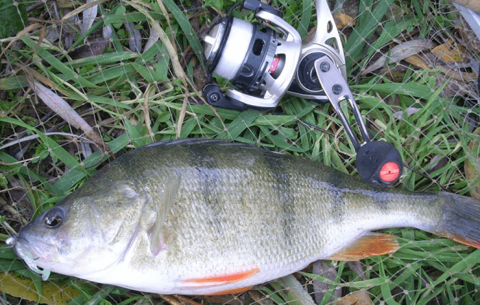 pr�vla�ov� navijaky