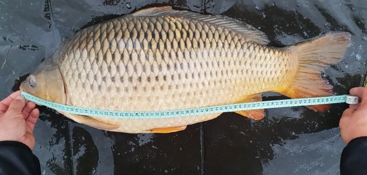 jaro ha��o s uloven�m kaprom