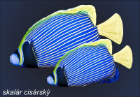 Antibakteri�lny vank�� v tvare Skal�r