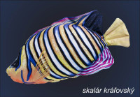 Antibakteri�lny vank�� v tvare Skal�r