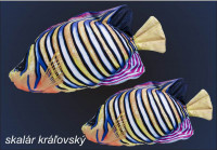 Antibakteri�lny vank�� v tvare Skal�r