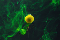  v�born� pr�ca tejto n�strahy v ka�dej vode kde nez�le�� od teploty vody a in�ch pr�rodn�ch faktorov