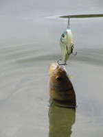 Salmo vobler Slider SD7F - pl�vaj�ci 7cm / 17g