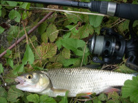 Pr�vla�ov� navijak Quantum Smoke 25 Spin