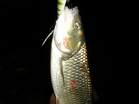 Yuwaku Gipsy Diver wobbler pl�vaj�ci 10g