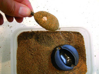 Feeder krm�tko na �alek� hody - Flatty Browning